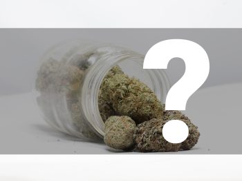 Indica Mystery Starter Pack