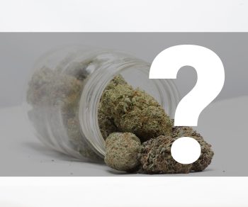 Indica Mystery Starter Pack