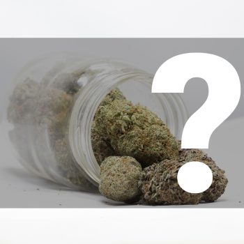 Sativa Mystery Starter Pack