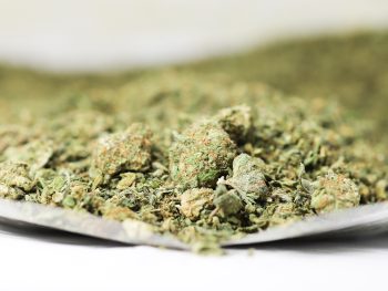 Sativa Shake