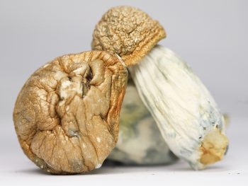 Amazonian (shrooms)