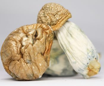Amazonian (shrooms)