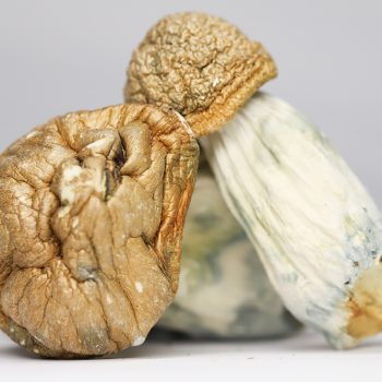 Amazonian (shrooms)