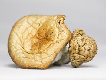 Golden Teacher (shrooms)