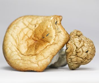 Golden Teacher (shrooms)