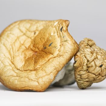 Golden Teacher (shrooms)