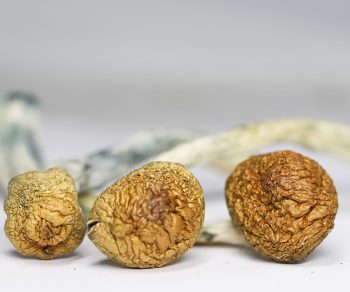 Cubensis B+ (shrooms)