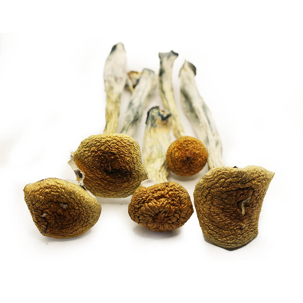 Cubensis B+ (shrooms) – Canna Sweets Mail Order Marijuana