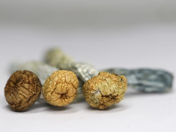 Daddy Long Legs (shrooms)