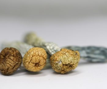 Daddy Long Legs (shrooms)