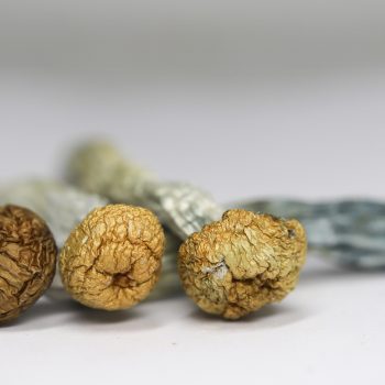 Daddy Long Legs (shrooms)
