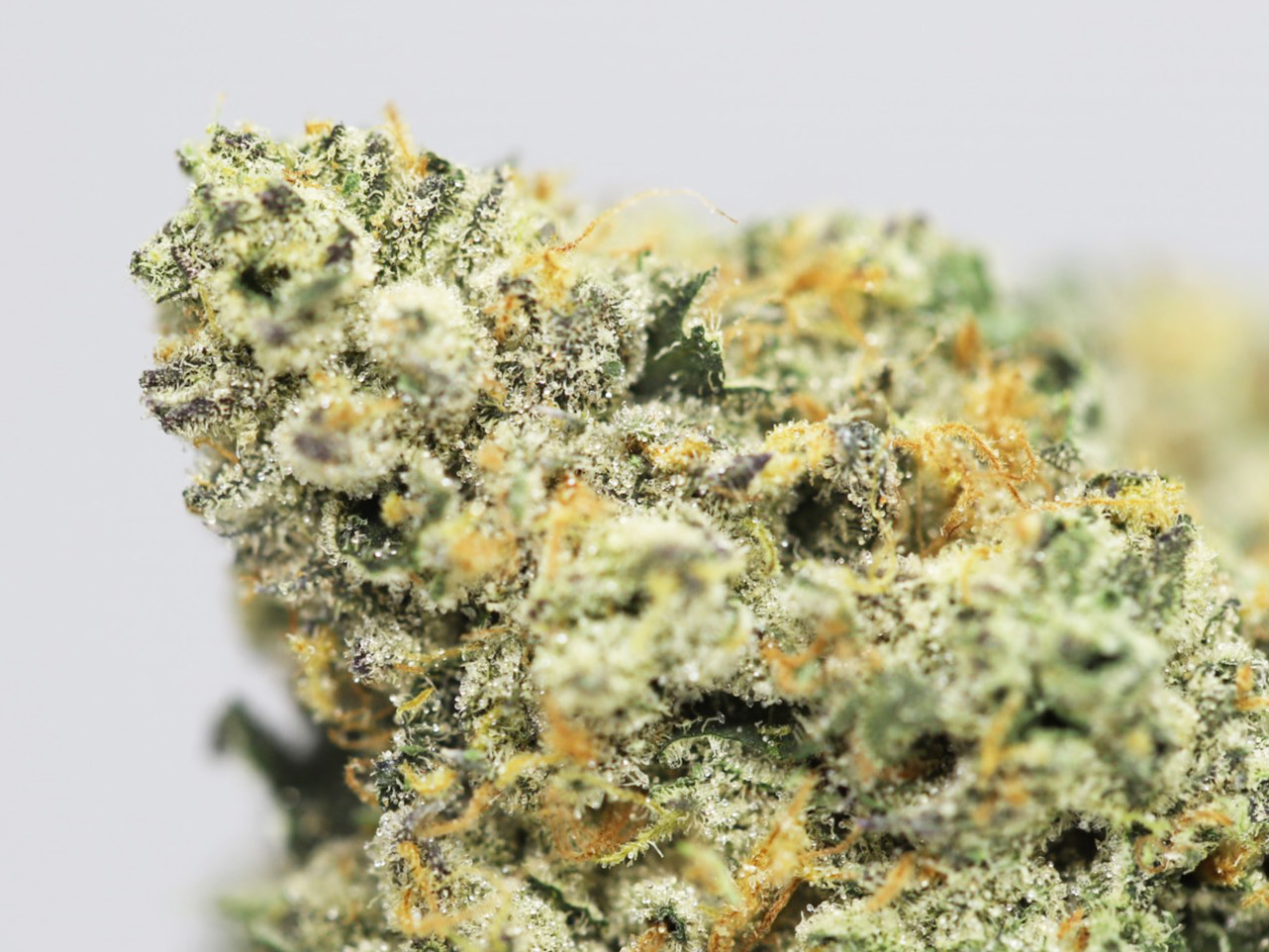 Strawberry Cough AAAA - Image 2