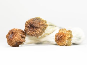 PENIS ENVY (shrooms)