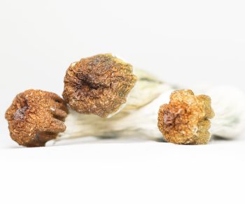 PENIS ENVY (shrooms)