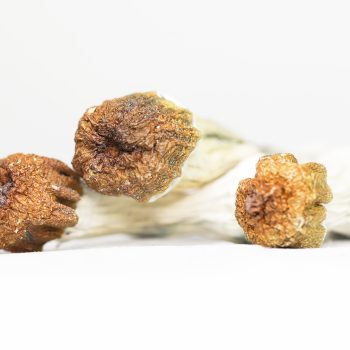 PENIS ENVY (shrooms)