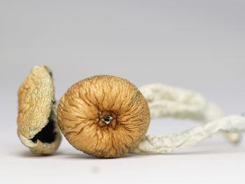 Texas Yellow Cap (shrooms)