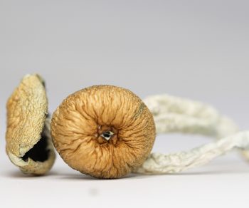 Texas Yellow Cap (shrooms)