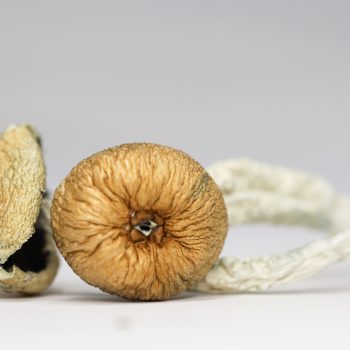 Texas Yellow Cap (shrooms)