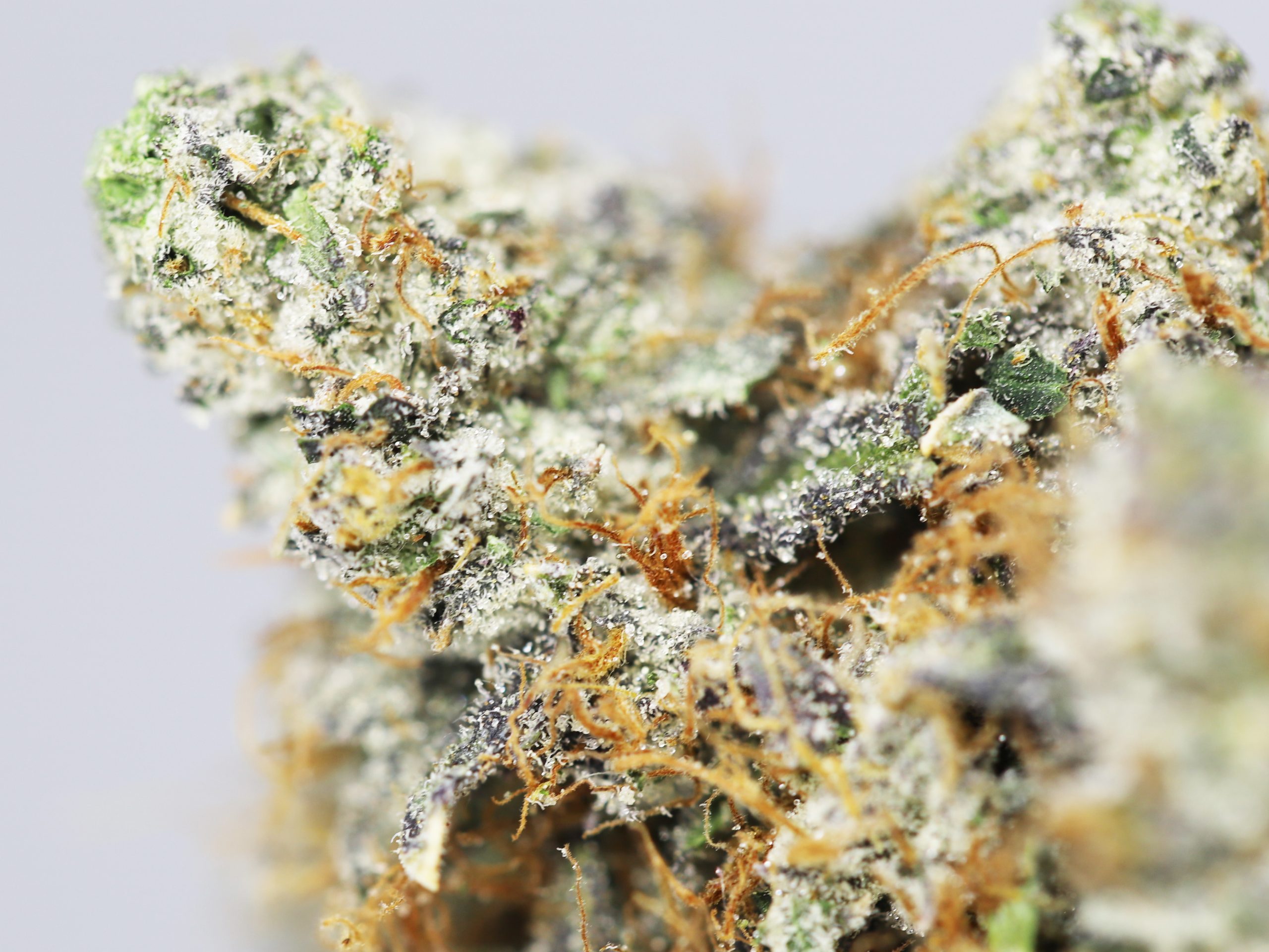 KRFT MRKT - Pacific Frost AAAA+ - Image 2