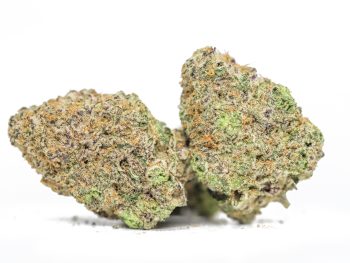 Gelato AA