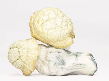 Shakti (shrooms)
