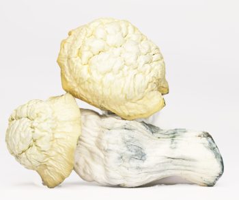 Shakti (shrooms)