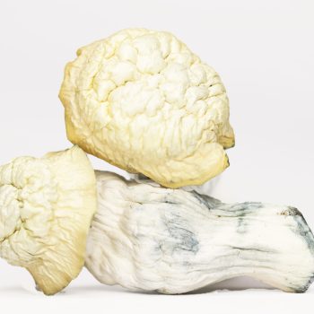 Shakti (shrooms)
