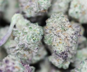 AAA+ Small Buds - Purple Mac