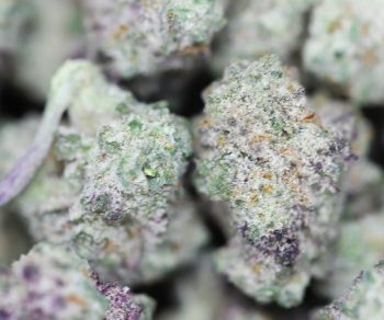 AAA+ Small Buds - Purple Mac