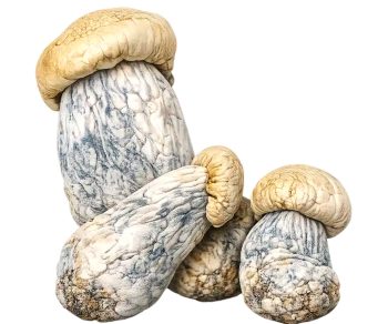 Albino Penis Envy (Shrooms)