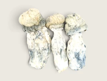 Albino Penis Envy (Shrooms)