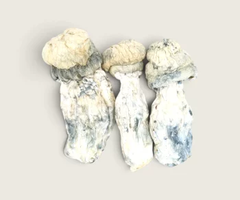 Albino Penis Envy (Shrooms)