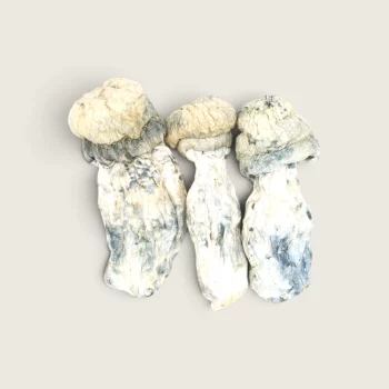 Albino Penis Envy (Shrooms)