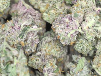 AAAA+ Small Buds - Peach Gelato